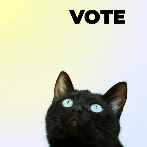 Un chat noir aux yeux bleus regardant un texte flottant qui dit Vote.